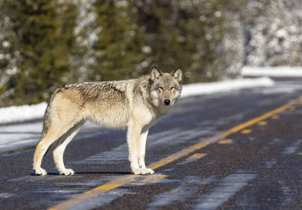 Trump veut à nouveau retirer les protections accordées aux loups