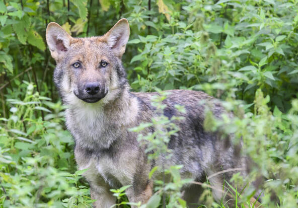 Le Valais demande l'éradication complète de deux meutes de loups