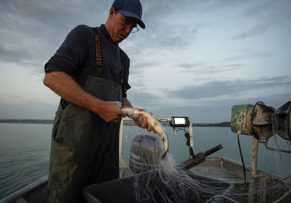 Les pêcheurs créent la marque « Poisson sauvage suisse »