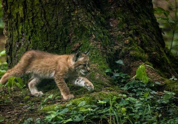 Les lynx colonisent le Plateau suisse malgré les dangers