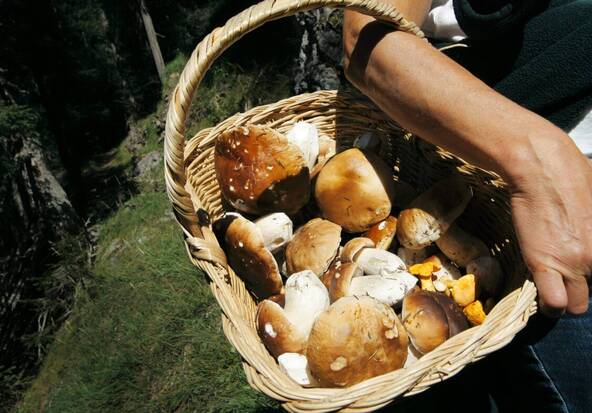 Champignons: plus de cueilleurs, mais moins de points de contrôle