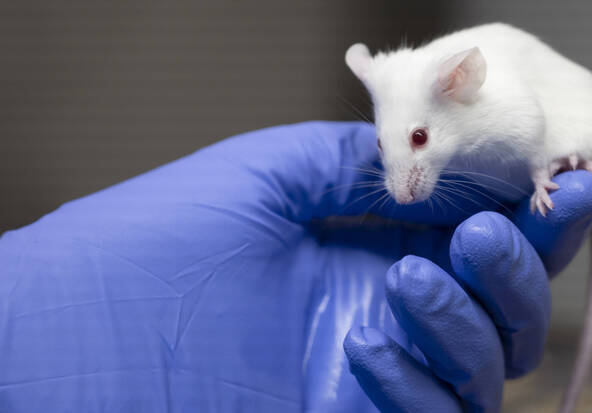 Le nombre d'expériences sur les animaux est au plus bas
