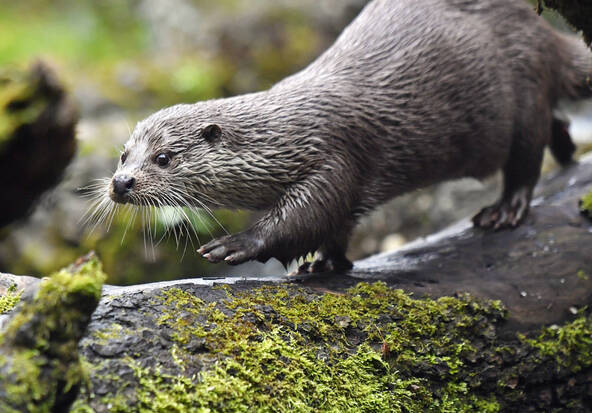 La loutre a fait un retour naturel cet été à Genève