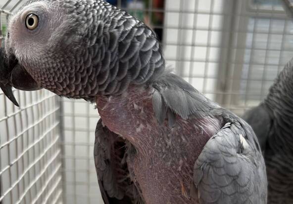 Un Suisse arrêté avec deux perroquets d'espèce protégée