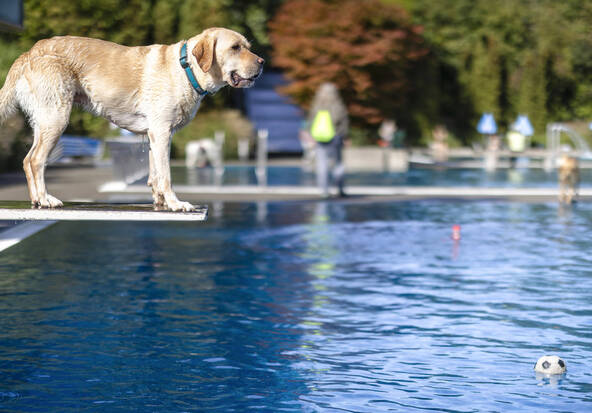 Les chiens prennent leurs quartiers dans les piscines zurichoises