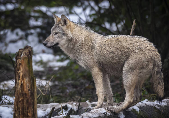 Valais: tous les loups de la meute d'Augstbord peuvent être tirés