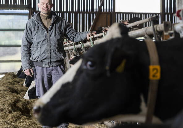 Dermatose chez les bovins: fin de la vaccination mais vigilance