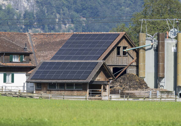 Agir contre les courants vagabonds pour protéger les vaches