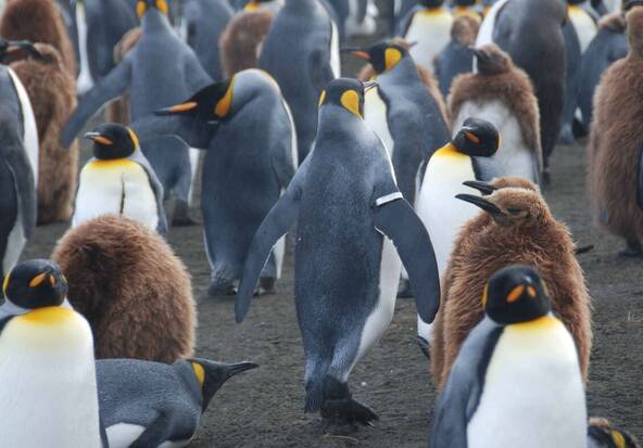Le réchauffement des océans polaires menace les infrastructures
