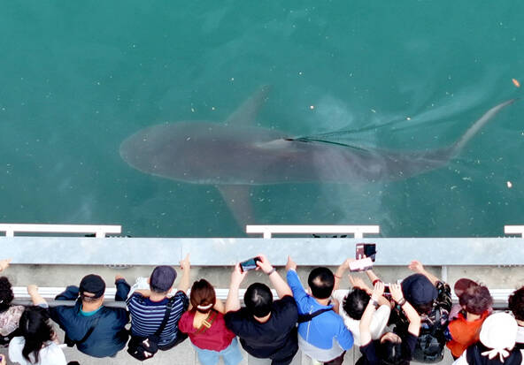 Corée du Sud : un requin égaré devient la mascotte de Busan