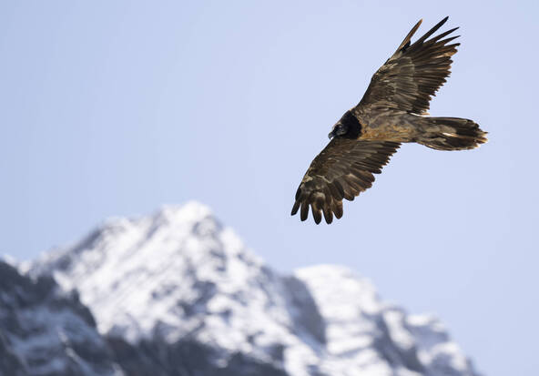 Trente gypaètes barbus ont pris leur envol en Suisse en 2026