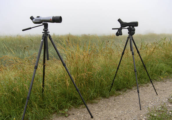 BirdLife invite à observer la migration des oiseaux