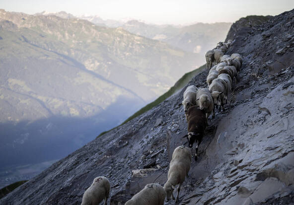 Quelque 80 moutons chutent mortellement dans le vide aux Grisons