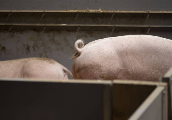 Pneumonie enzootique: 10'500 porcs abattus dans toute la Suisse