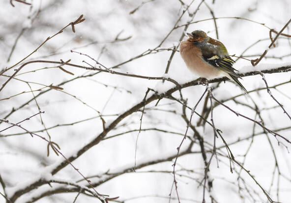 Quelque 250'000 oiseaux migrateurs observés en Suisse