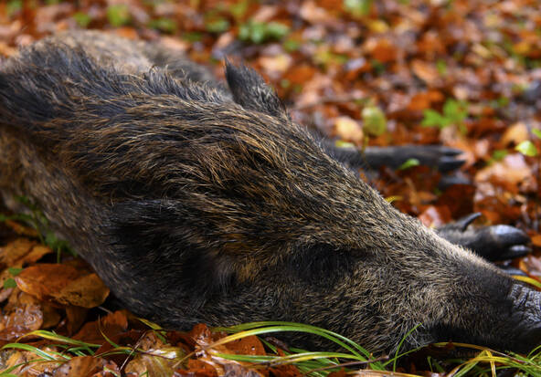 Les collisions avec la faune sauvage culminent en automne