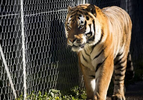 Un homme grièvement blessé par un tigre dans un zoo britannique