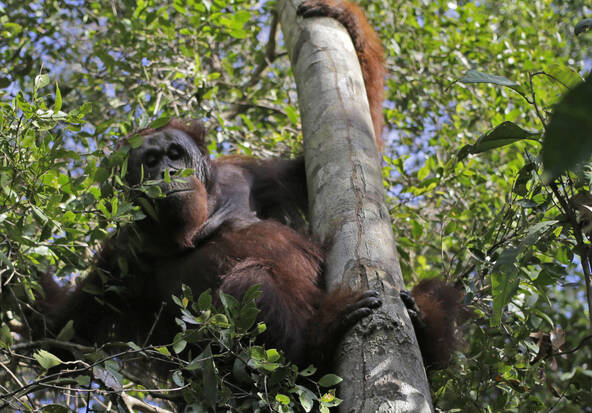 Sauvés du feu à Bornéo, huit orangs-outans ont été relâchés