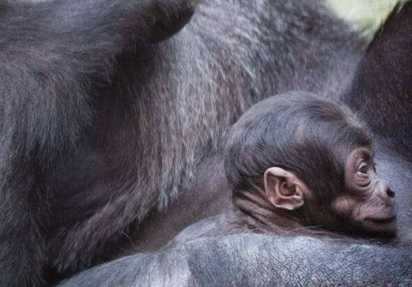 Naissance parmi les gorilles du zoo de Bâle, après deux décès