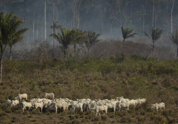 La déforestation ralentit dans le monde, pas en Afrique centrale