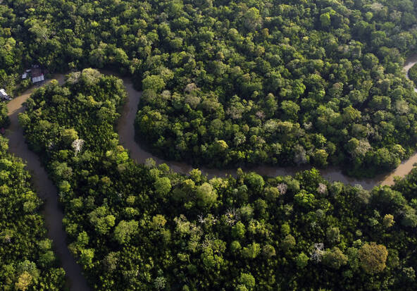 La déforestation en Amazonie au plus bas depuis 1988