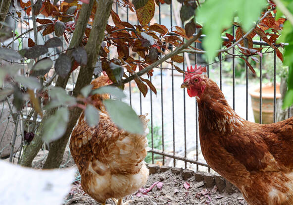 Thônex (GE): la ferme s'invite en ville