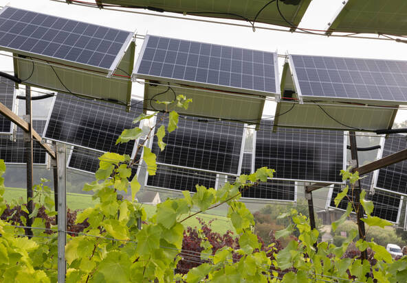 Energie photovoltaïque et vigne sur une même parcelle
