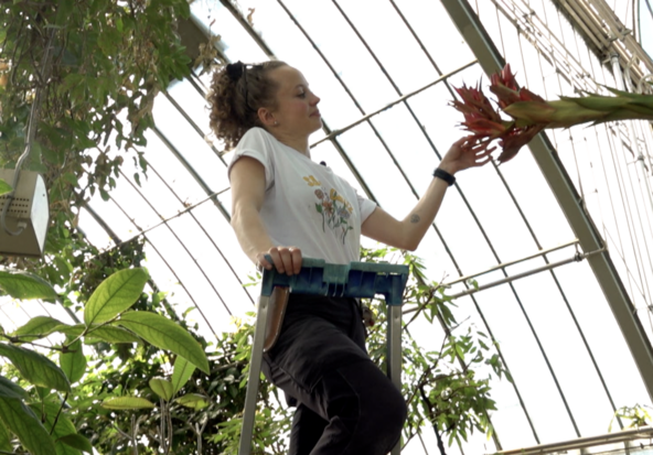 Jardin botanique: après 43 ans d’attente, une fleur rare éclot enfin