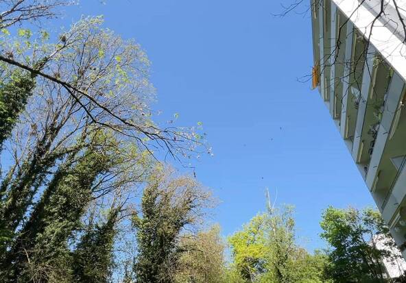 Nyon cherche la solution contre les nuisances des corbeaux freux