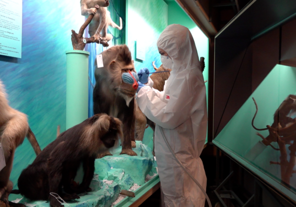Musée d’histoire naturelle: la vrillette du pain repousse la réouverture à 2028
