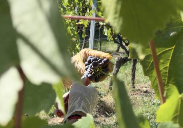 Dans les vignes genevoises, les vendanges ont déjà commencé