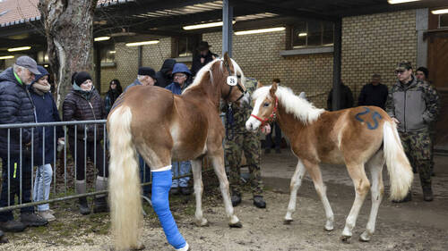Nouveaux propriétaires pour les chevaux maltraités de Ramiswil