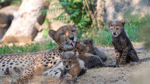 Naissance de sextuplés chez les guépards du zoo de Bâle