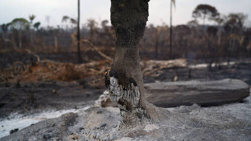 Brésil: la déforestation au plus bas sur un an en Amazonie