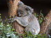Le zoo de Zurich euthanasie une femelle koala victime d'une tumeur