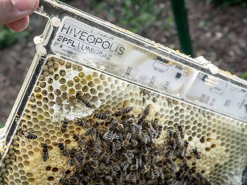 EPFL: un système robotique pour mieux étudier les abeilles
