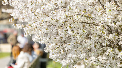 Des balades thématiques pour découvrir la Ville de Genève autrement