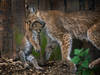 Avec 150 lynx sur son territoire, la France veut les protéger