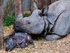 Naissance d'un rhinocéros au zoo de Bâle