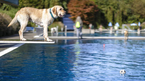 Les chiens prennent leurs quartiers dans les piscines zurichoises