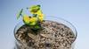 EPFL: des robots aquatiques faits de nourriture pour poissons
