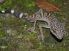 Détention de reptiles: les conditions minimales souvent méconnues