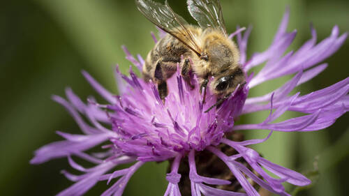 Inscrire la protection des pollinisateurs dans la Constitution