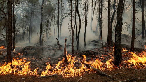 Forêt de Fontainebleau: les incendies ont parcouru plus de 1900 ha