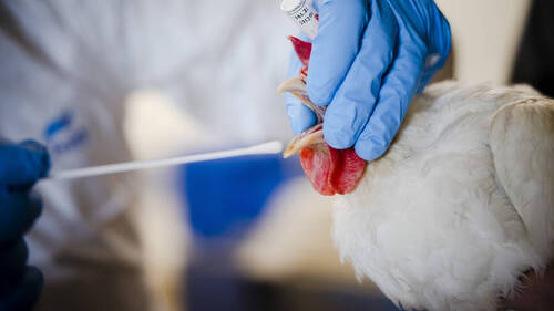 Grippe aviaire: mesures de prévention étendues à toute la Suisse