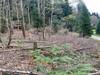 Septuagénaire arrêté à Zurich pour avoir abattu plus de 100 arbres