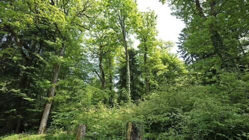 Protégée depuis 150 ans, la forêt reste toutefois sous pression