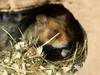 2000 hamsters seront tués après la découverte de cas de Covid