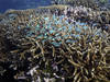 La dégradation de la Grande barrière de corail se poursuit