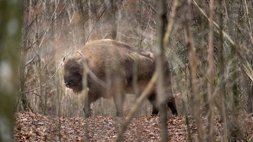 Trois bisons percutés par un train en Pologne